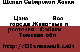 Щенки Сибирской Хаски › Цена ­ 20 000 - Все города Животные и растения » Собаки   . Томская обл.